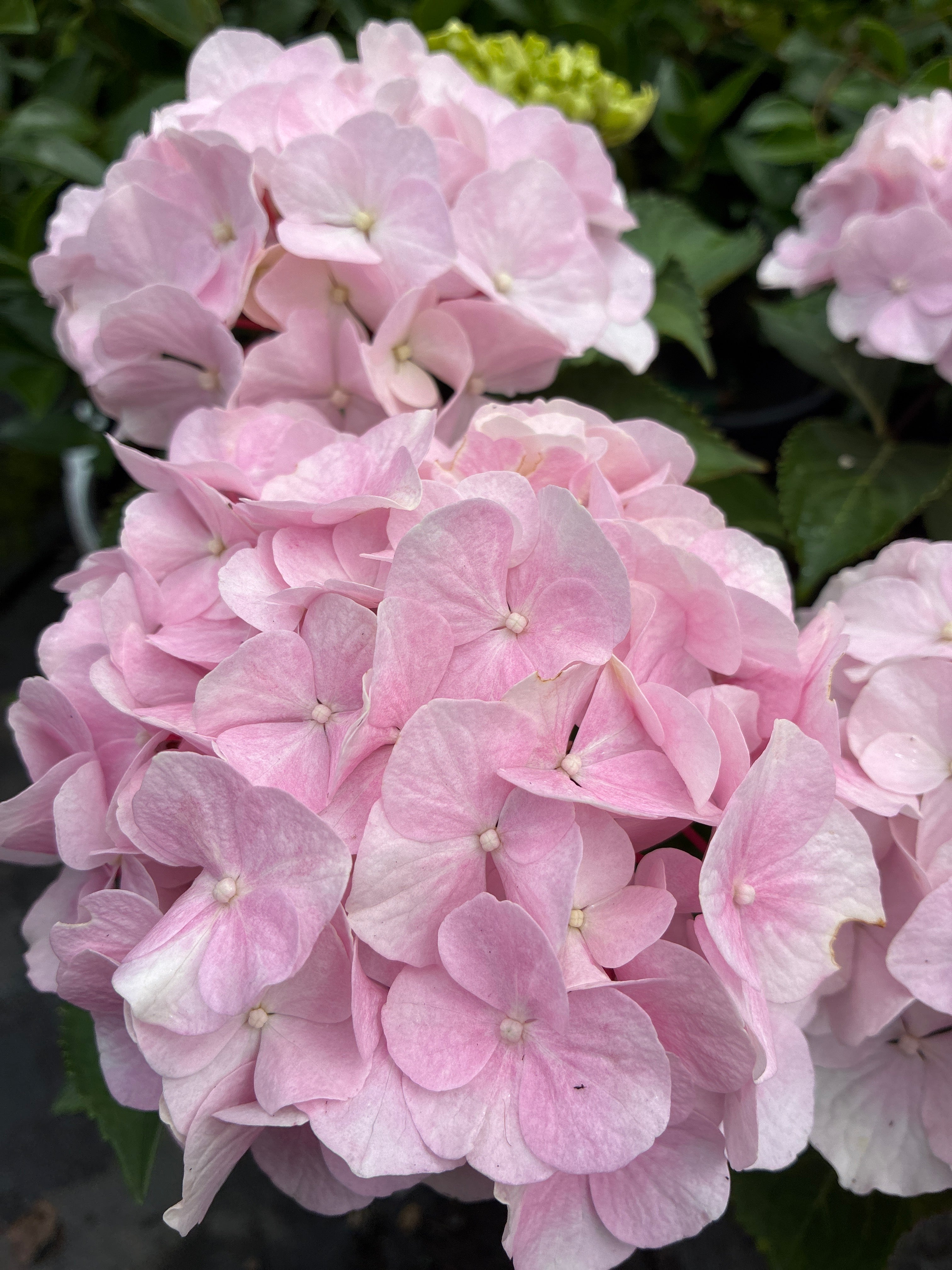 Hydrangea Onyx™ Flamingo