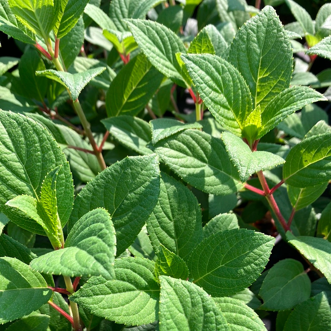 Little Quick Fire® Panicle Hydrangea