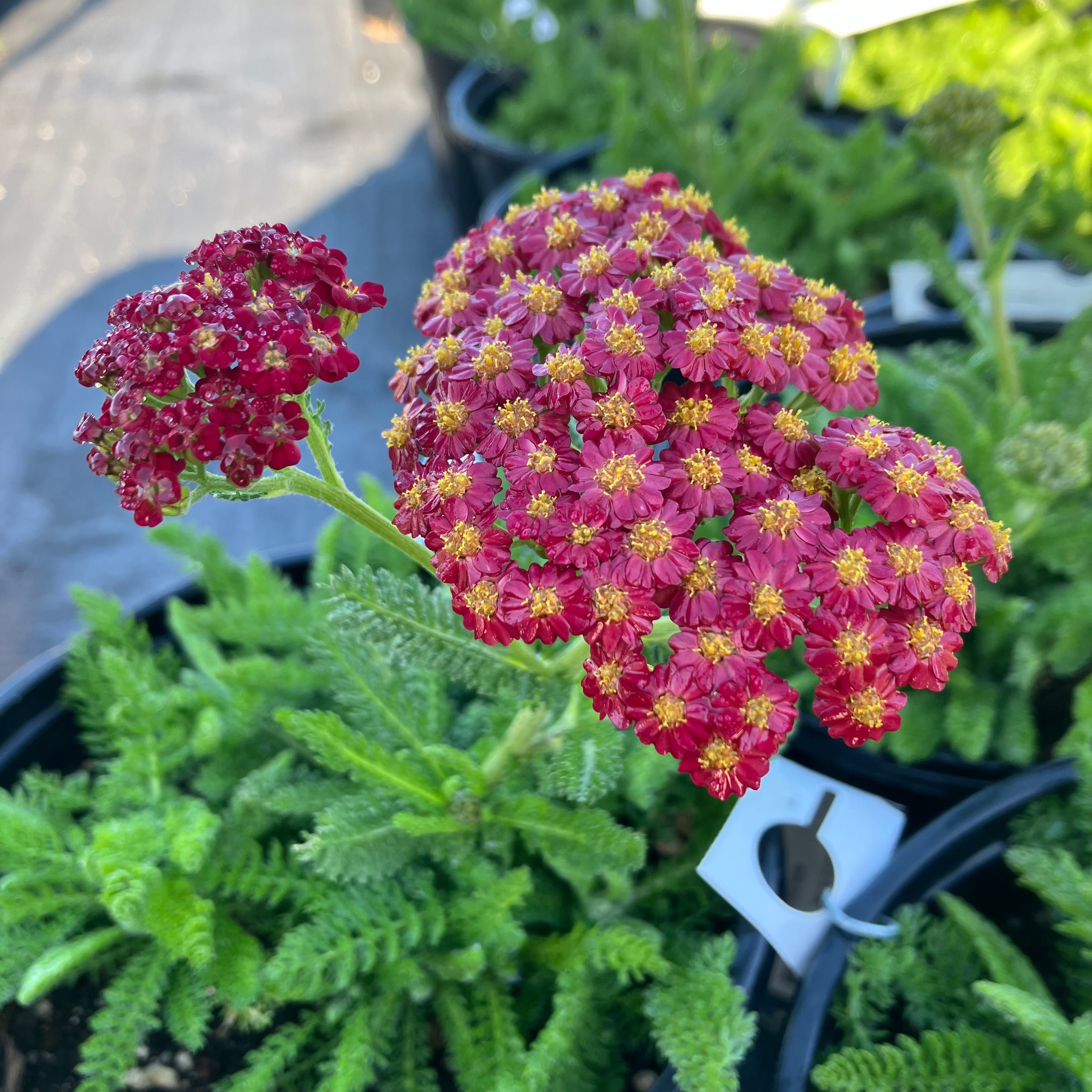Achillea Desert Eve™ 'Red Improved' Yarrow