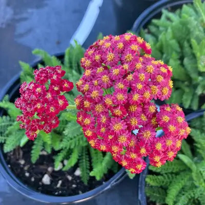 Desert Eve™ Red Improved Yarrow