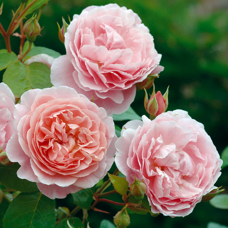 Strawberry Hill Rose
