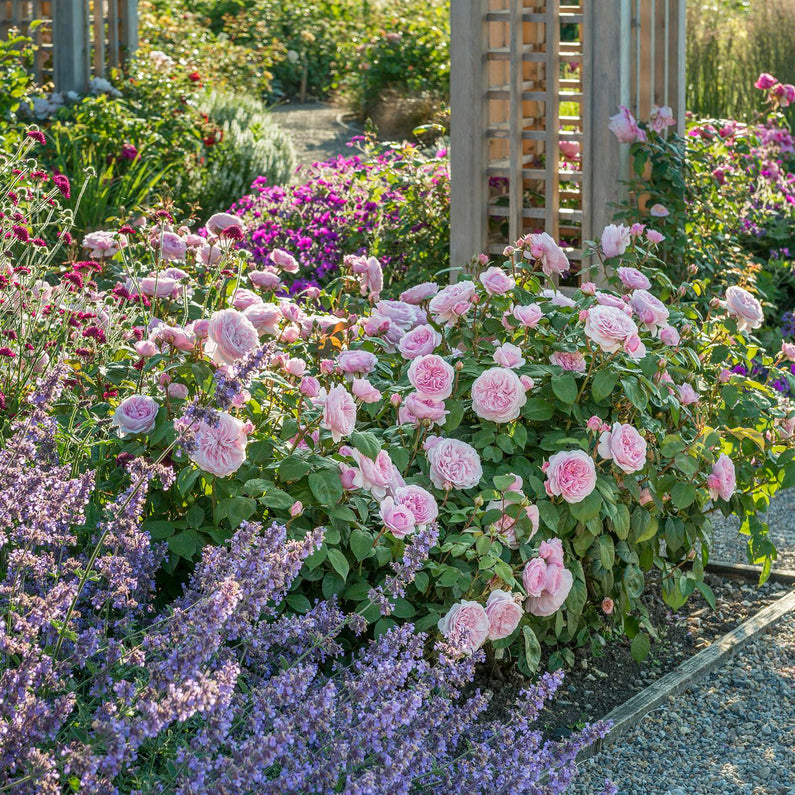 Olivia Rose Austin (Bare Root)