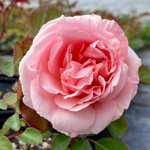 Parfuma® Bliss Rose