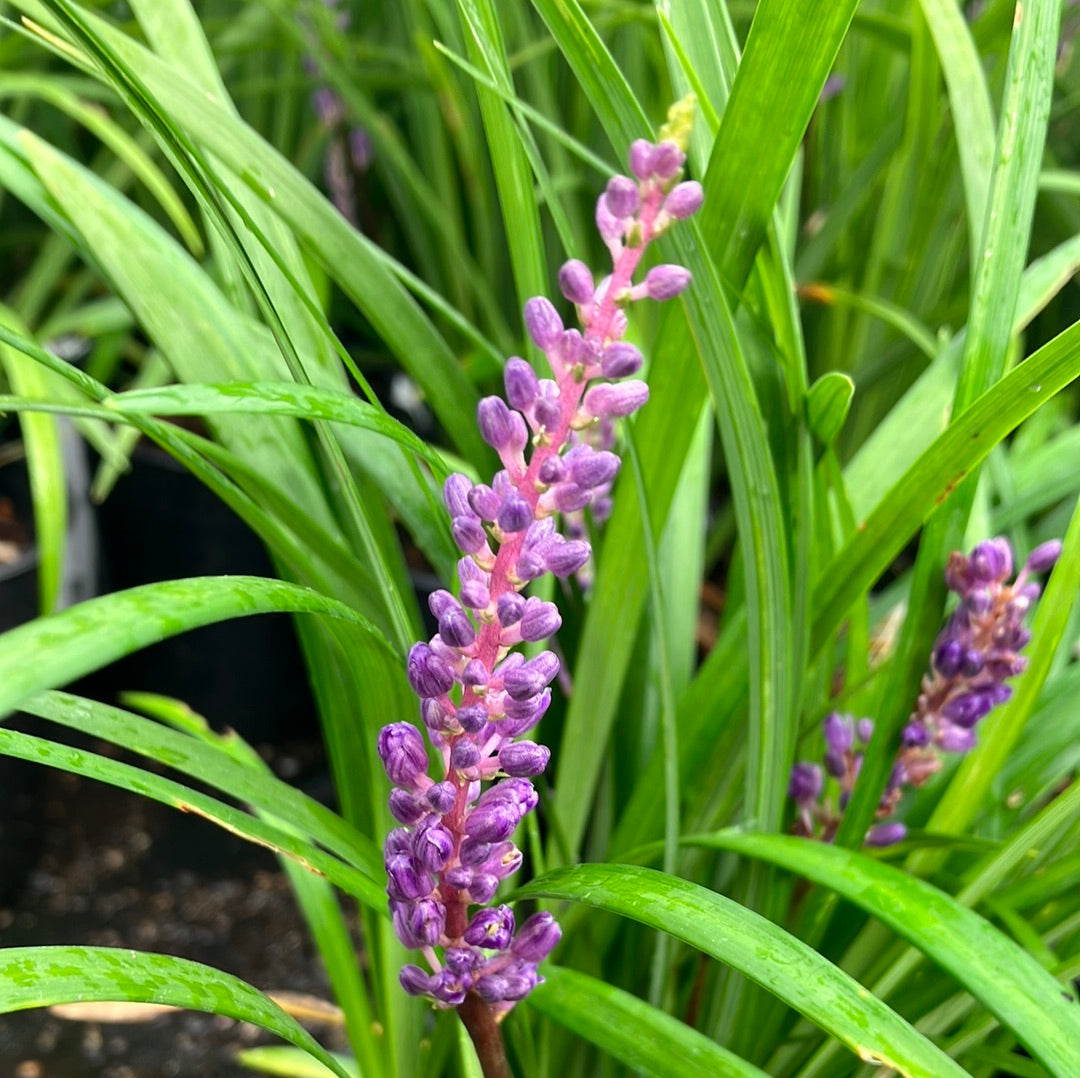 Liriope ‘Super Blue’