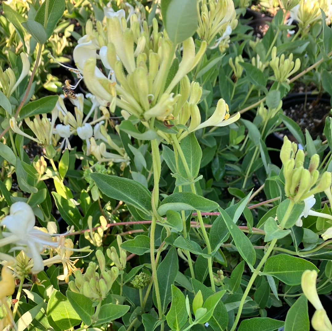 Scentsation&#39; Honeysuckle