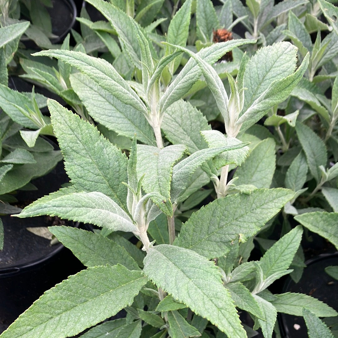 Butterfly Bush 'Buzz™ Midnight'