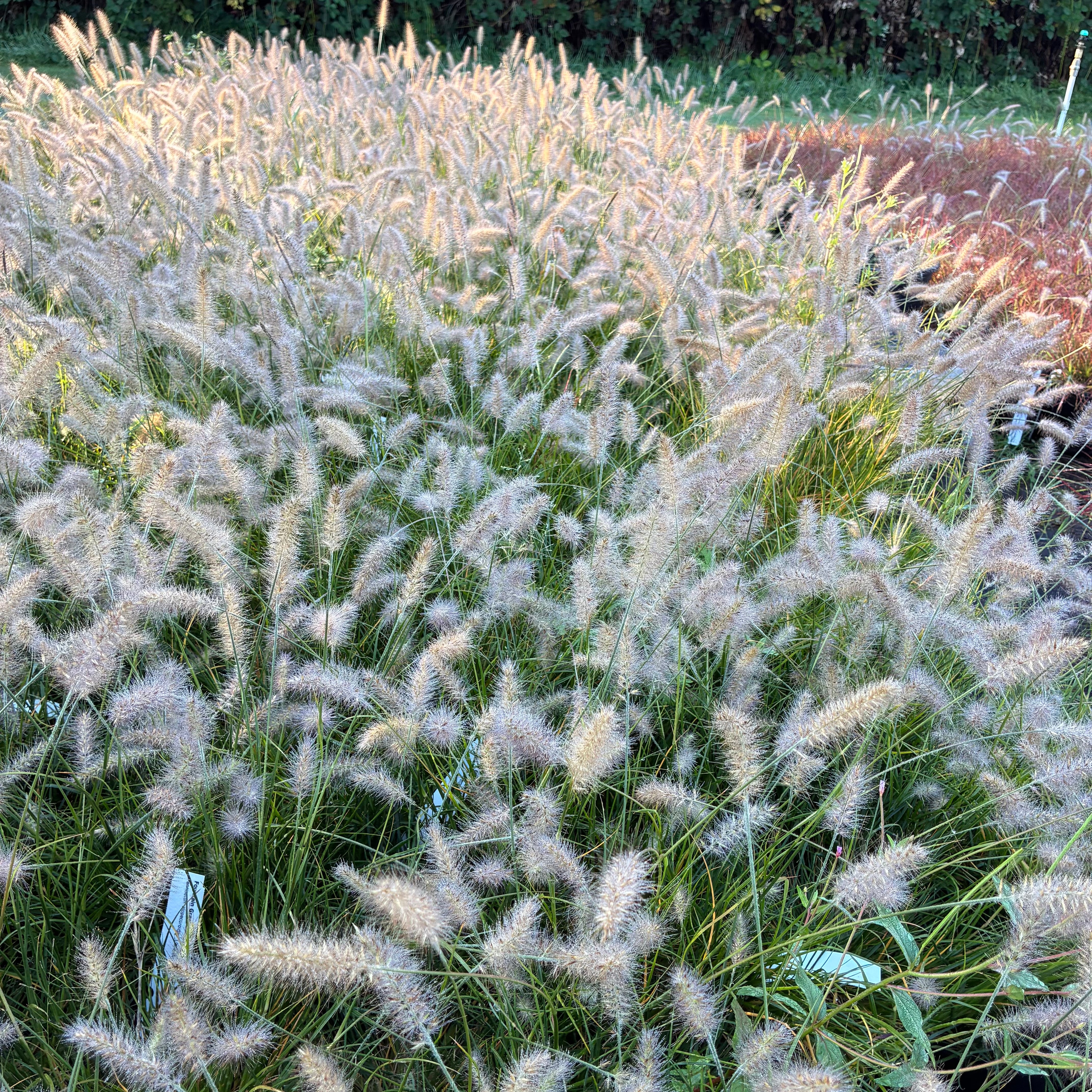 Fountain Grass 'Little Bunny'