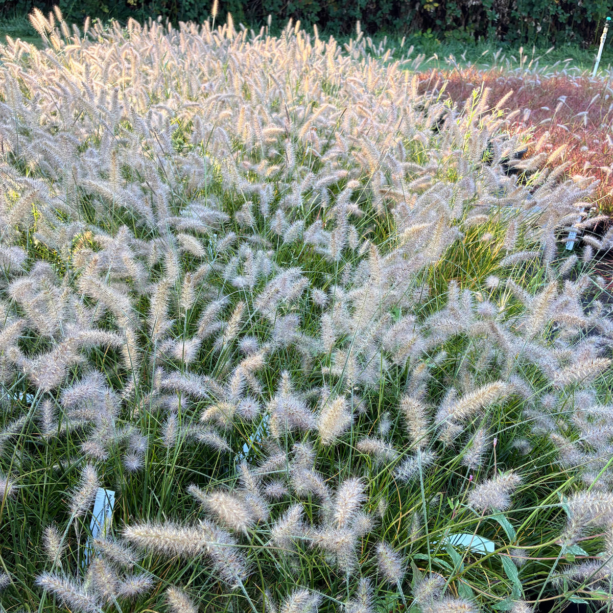 Fountain Grass 'Little Bunny'
