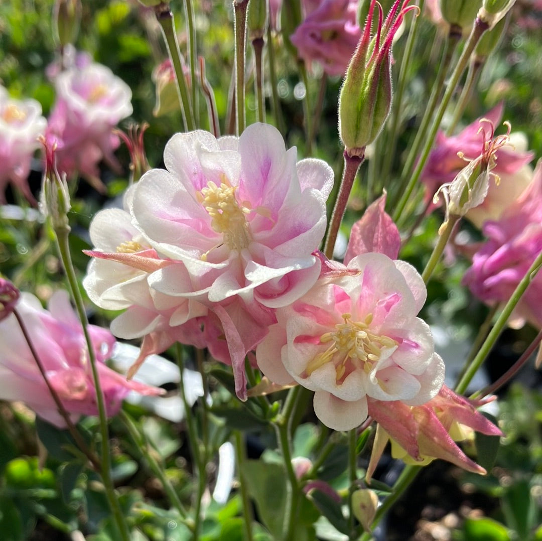Columbine ‘Winky Double Rose-White’