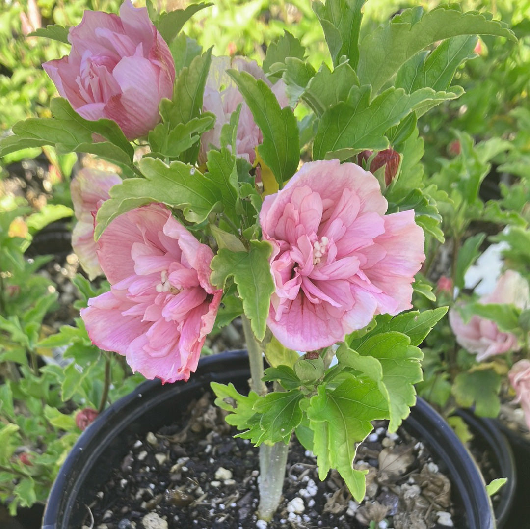 Pink Chiffon® Rose of Sharon