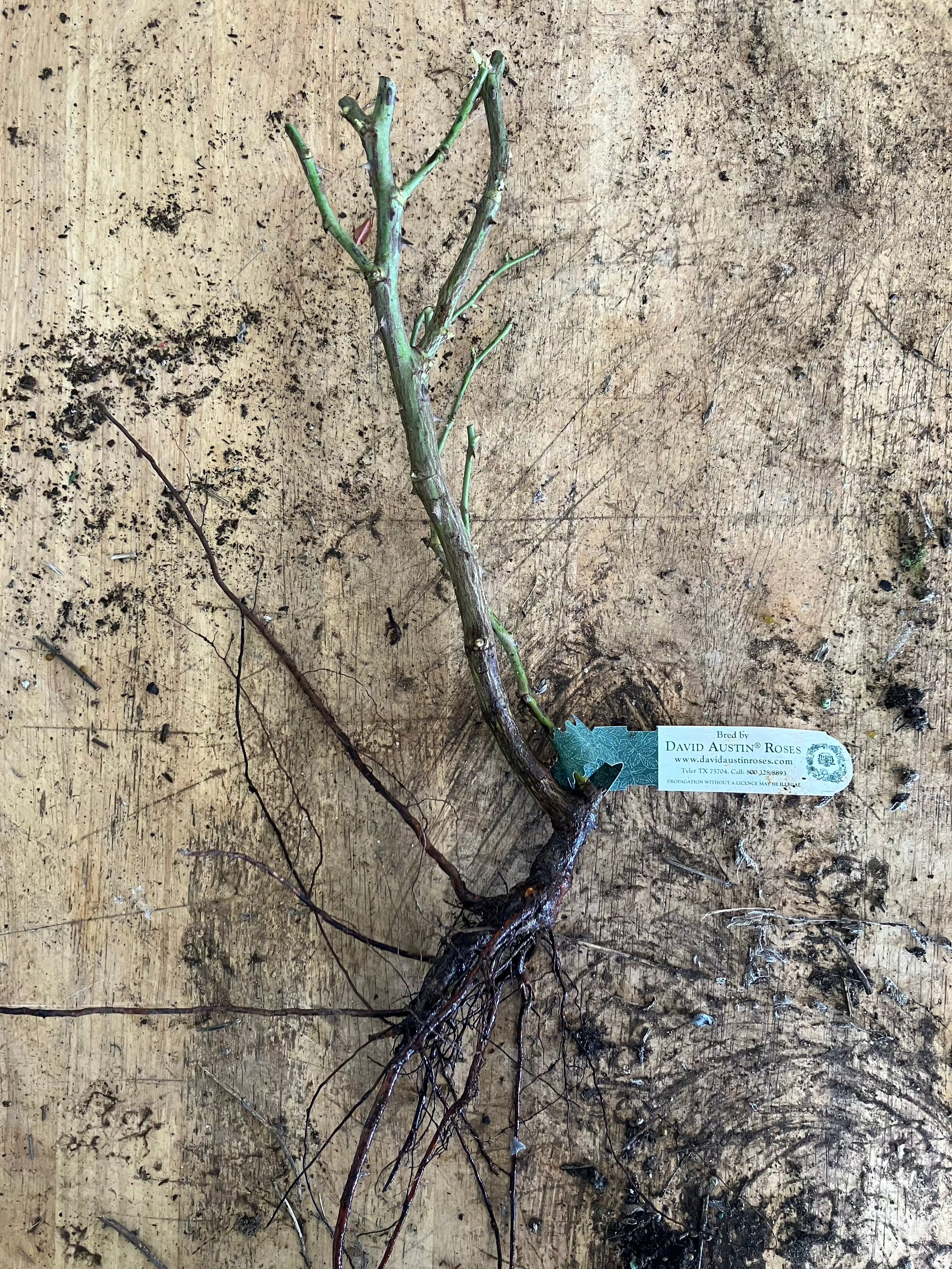 Roald Dahl Rose (Bare Root)