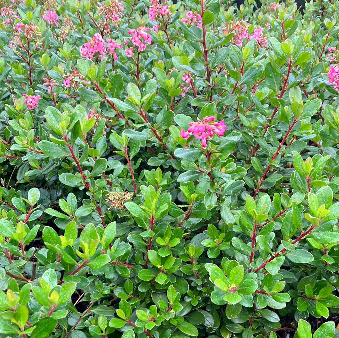 Escallonia &#39;Pink Princess&#39;