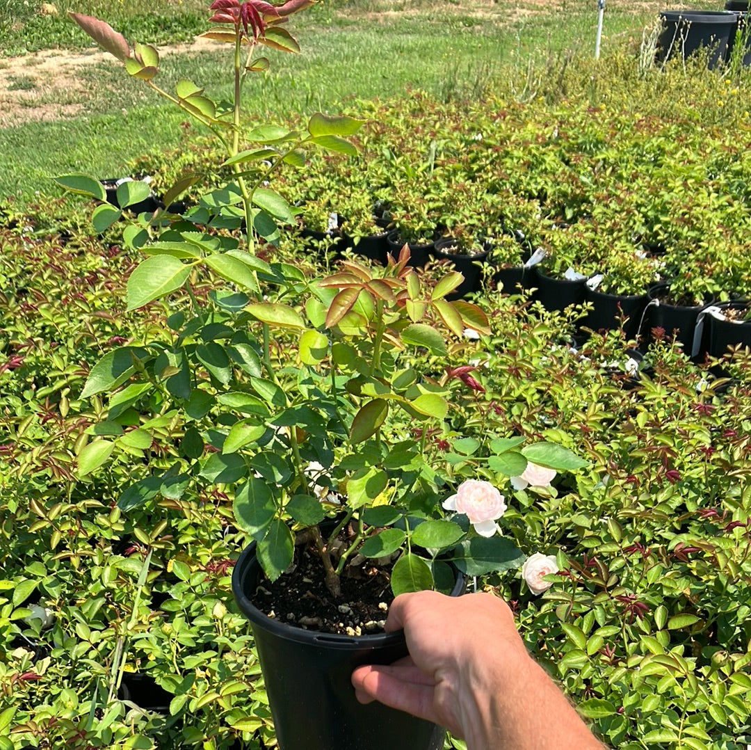 Eden Climber® Rose