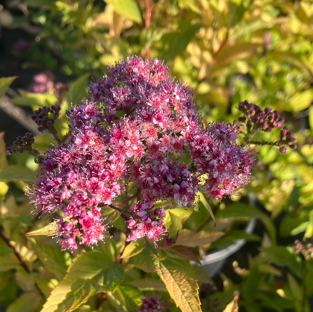 Spirea &#39;Gold Flame&#39;
