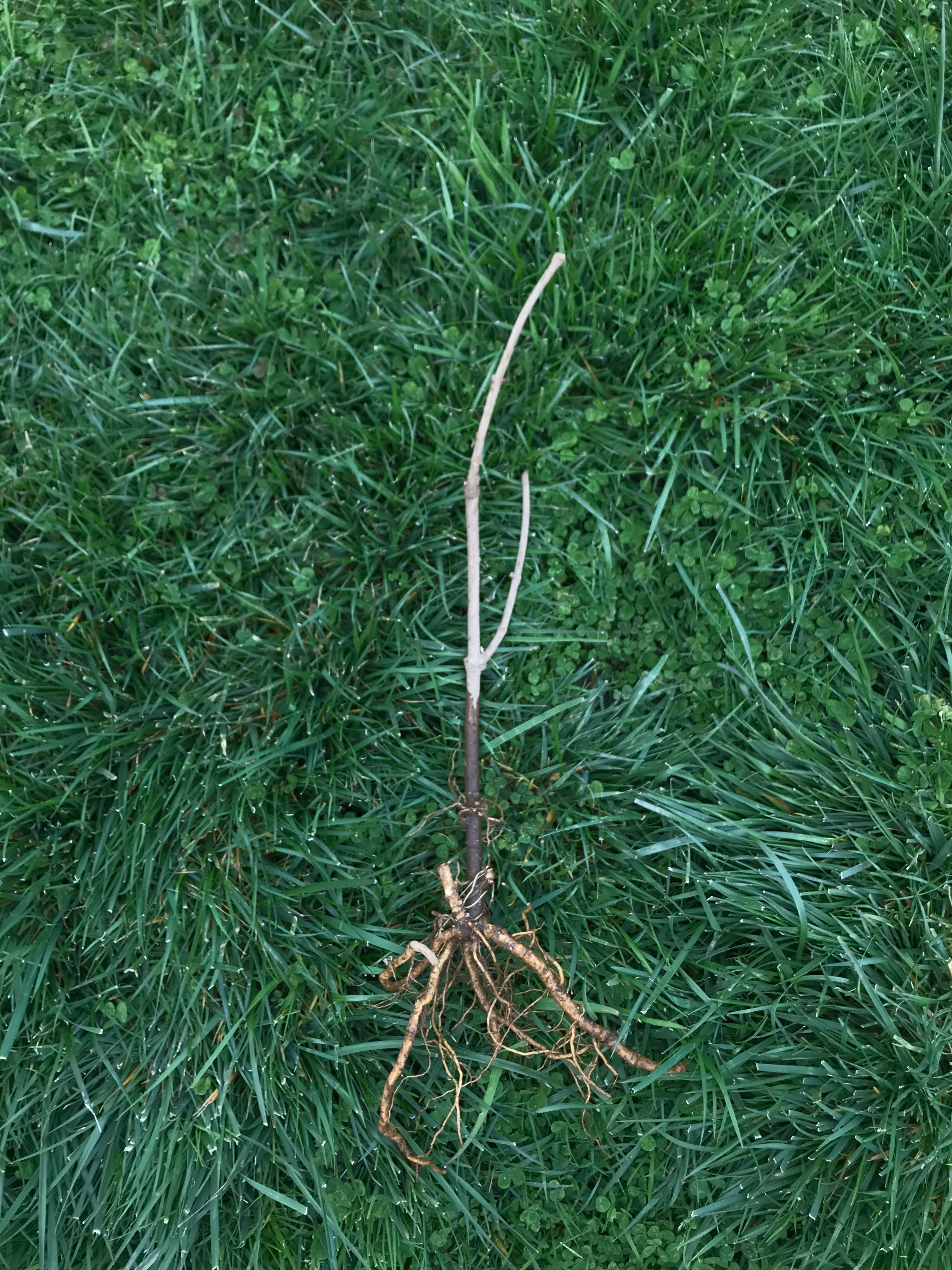 Adams Elderberry (Bare Root)