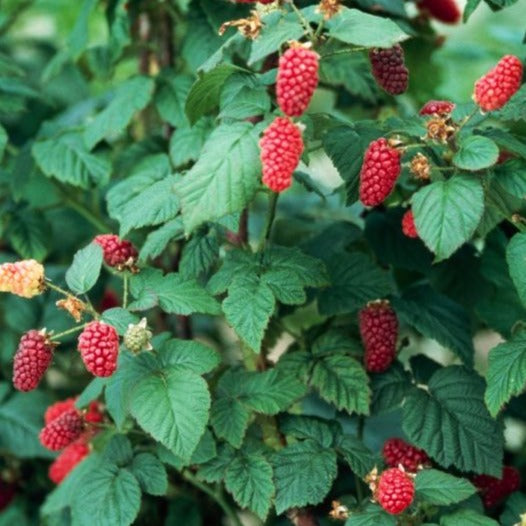Loganberry - The Greenhouse