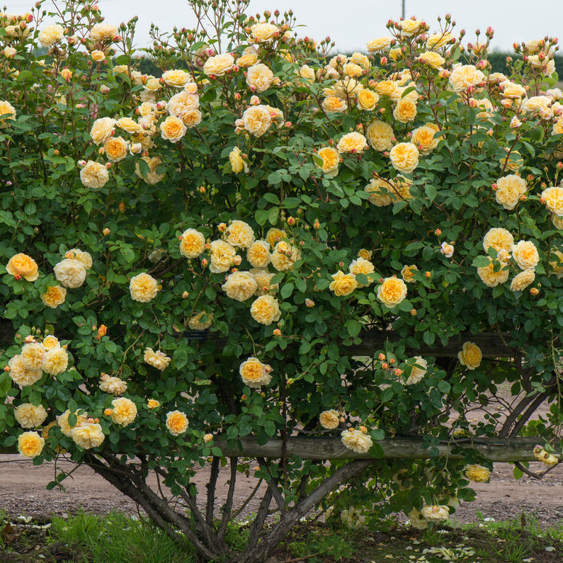 Teasing Georgia® Rose