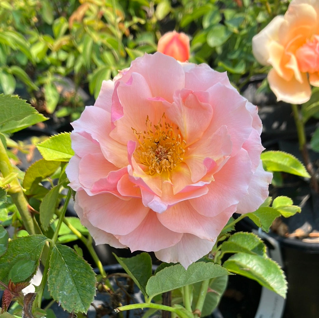 Mother of Pearl® Rose