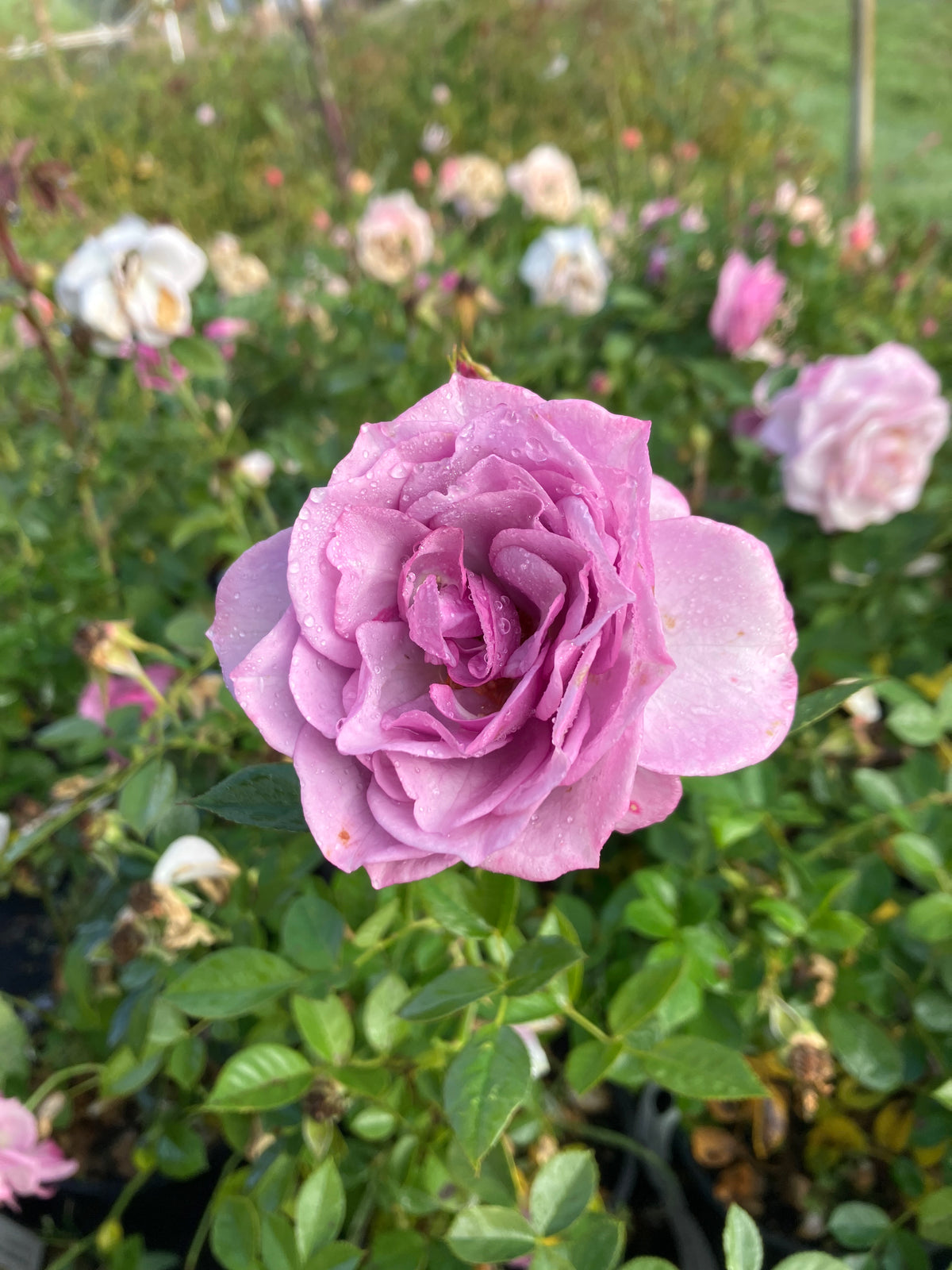 Lavender Veranda® Rose