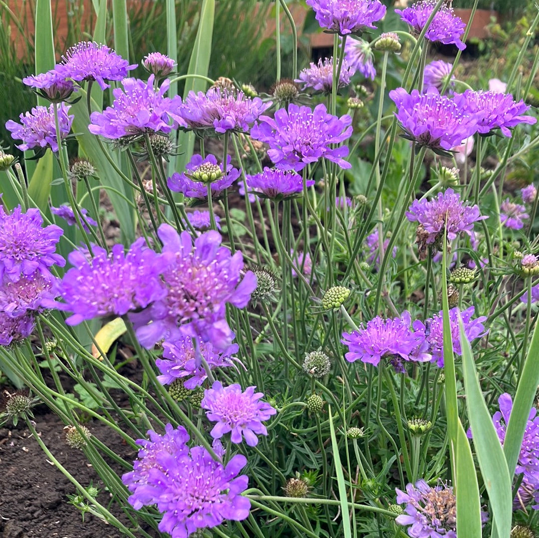 Butterfly Blue Pincushion Flower (Scabiosa)