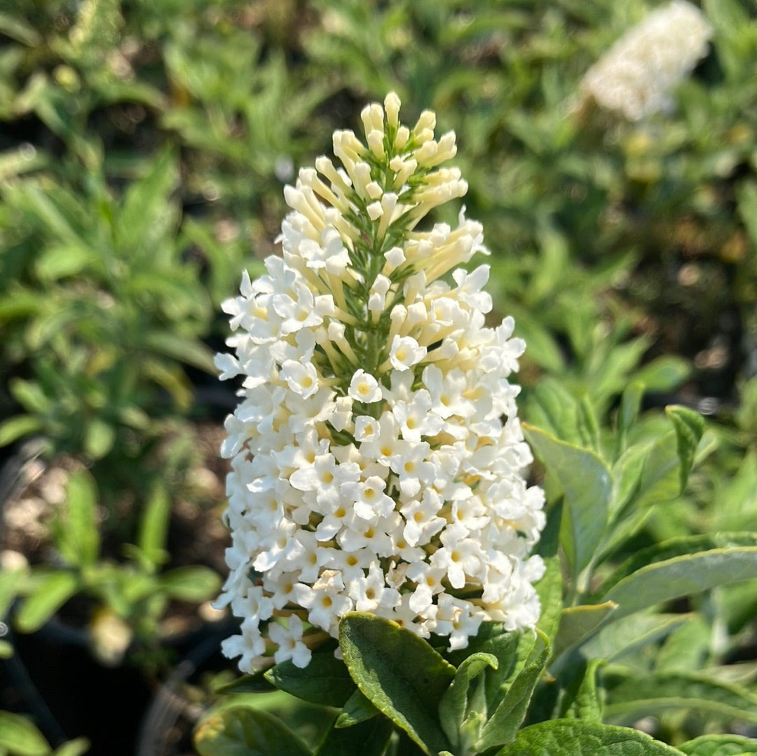 Pugster White® Butterfly Bush
