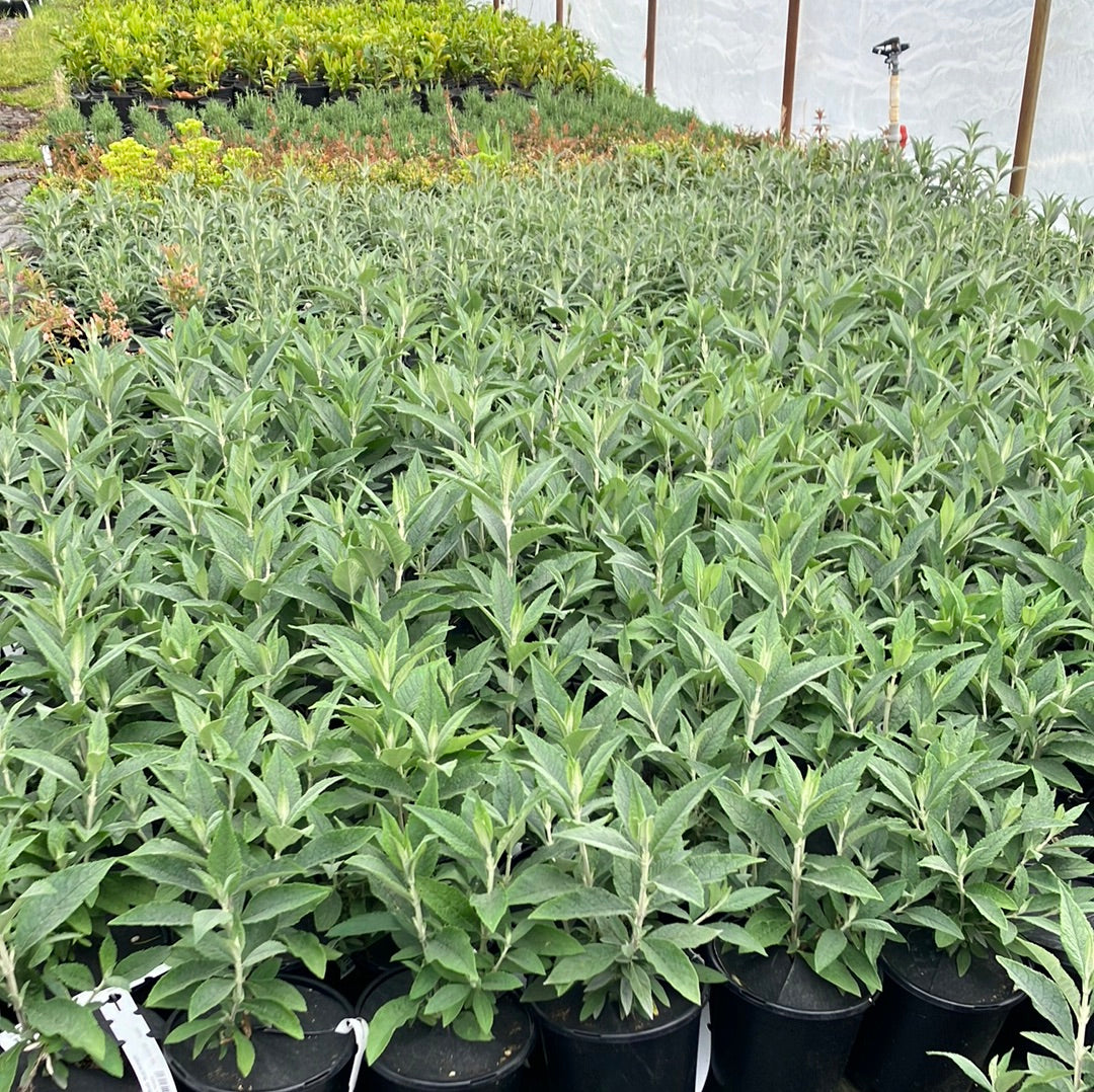 Butterfly Bush 'Buzz™ Midnight'