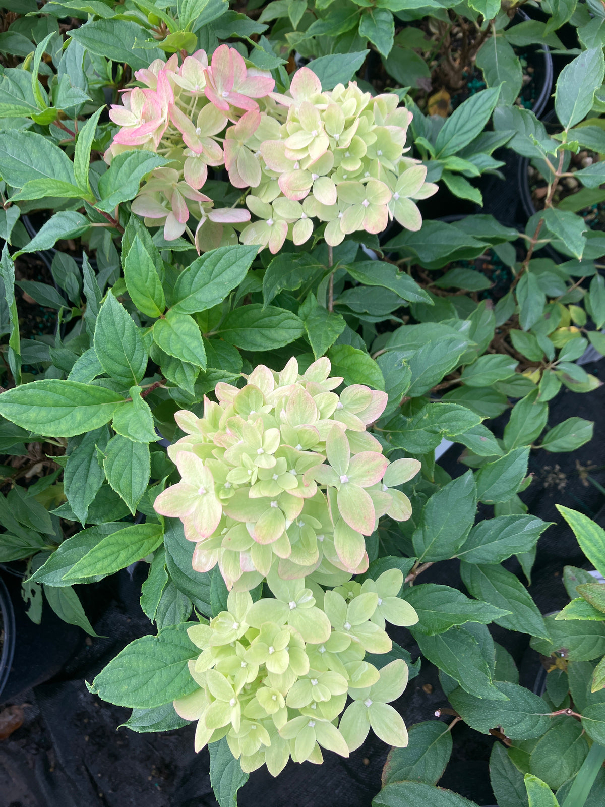 Little Lime® Panicle Hydrangea