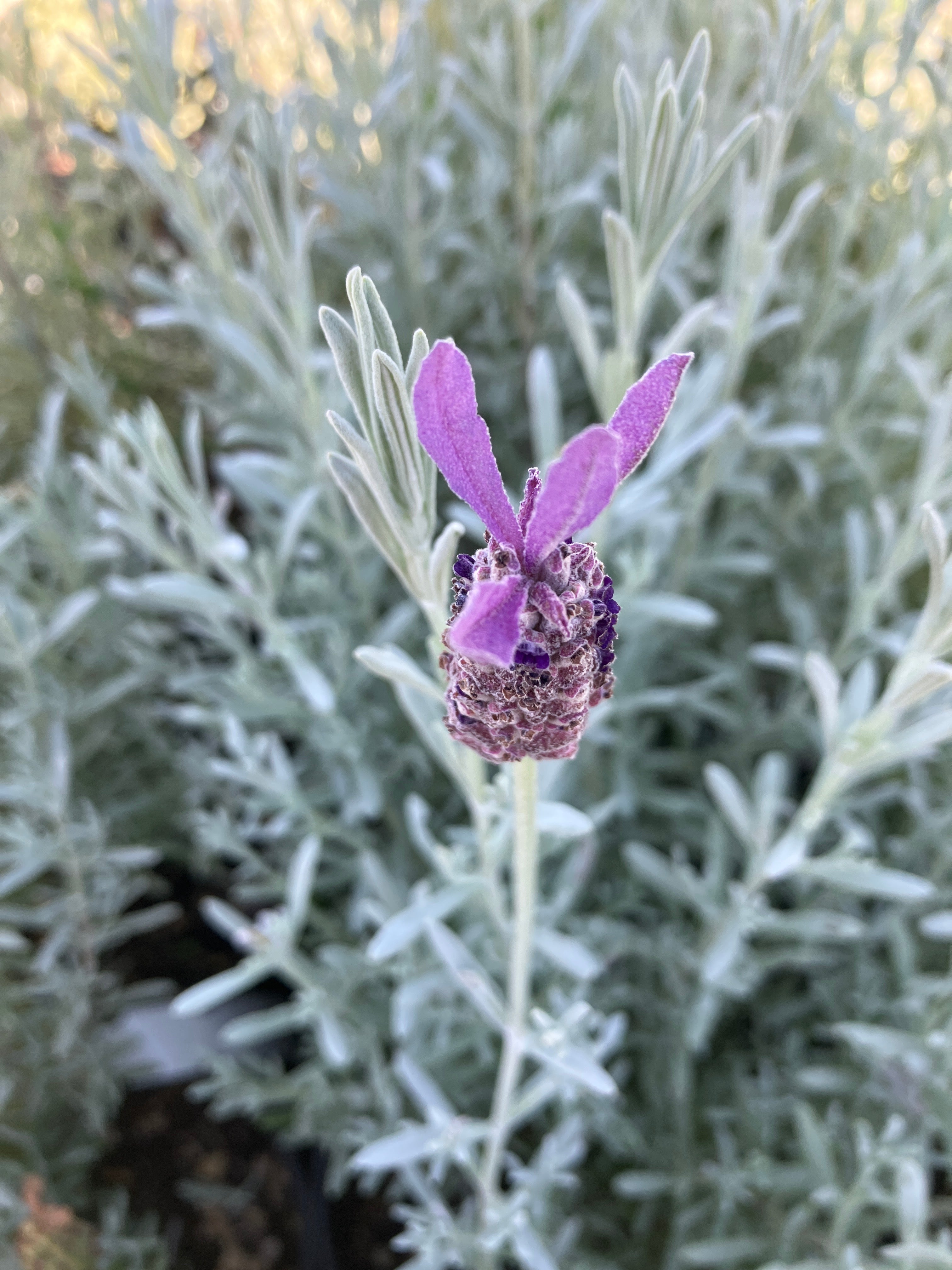Spanish Lavender 'Silver Anouk'
