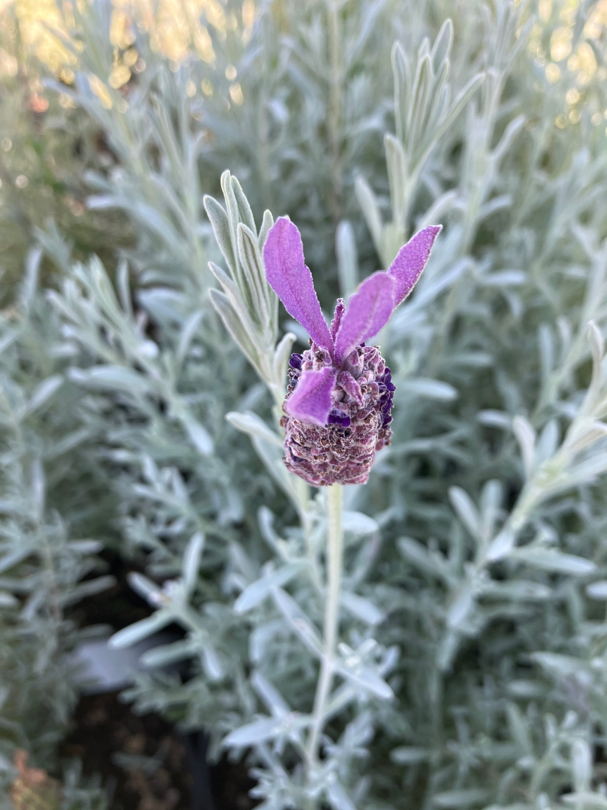 Spanish Lavender &#39;Silver Anouk&#39;