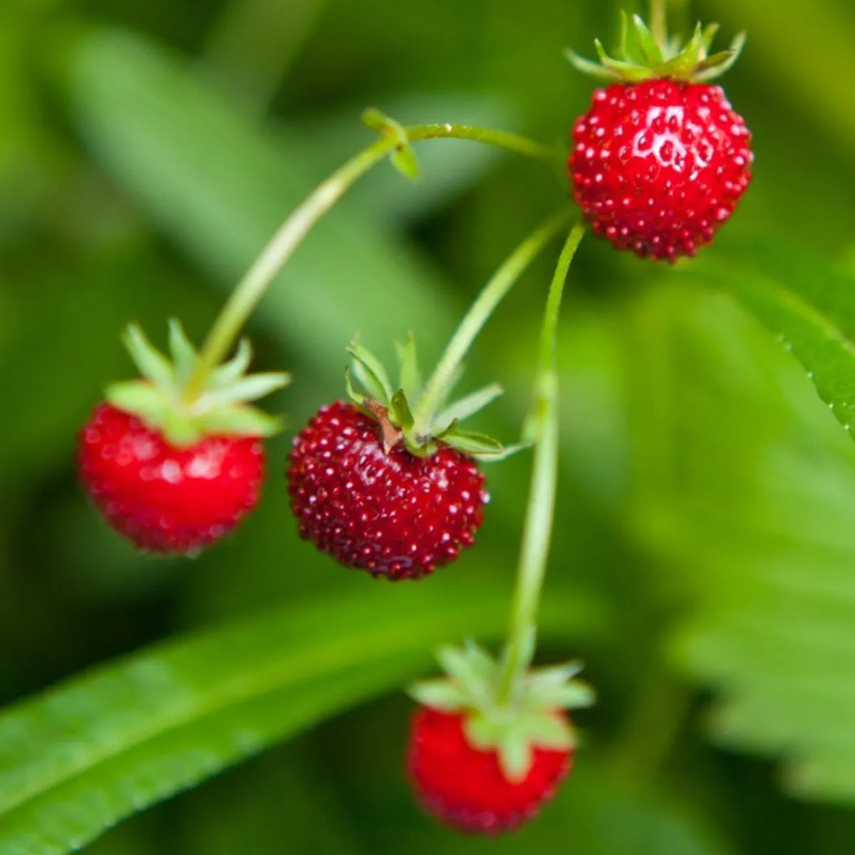 Fraises Des Boise Strawberry