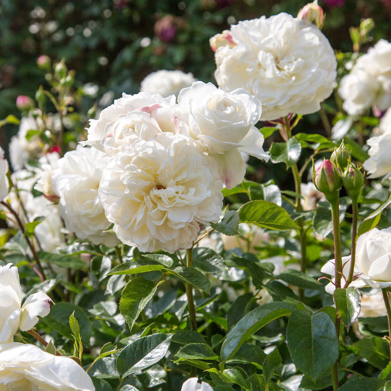 Tranquility Rose (Bare Root)