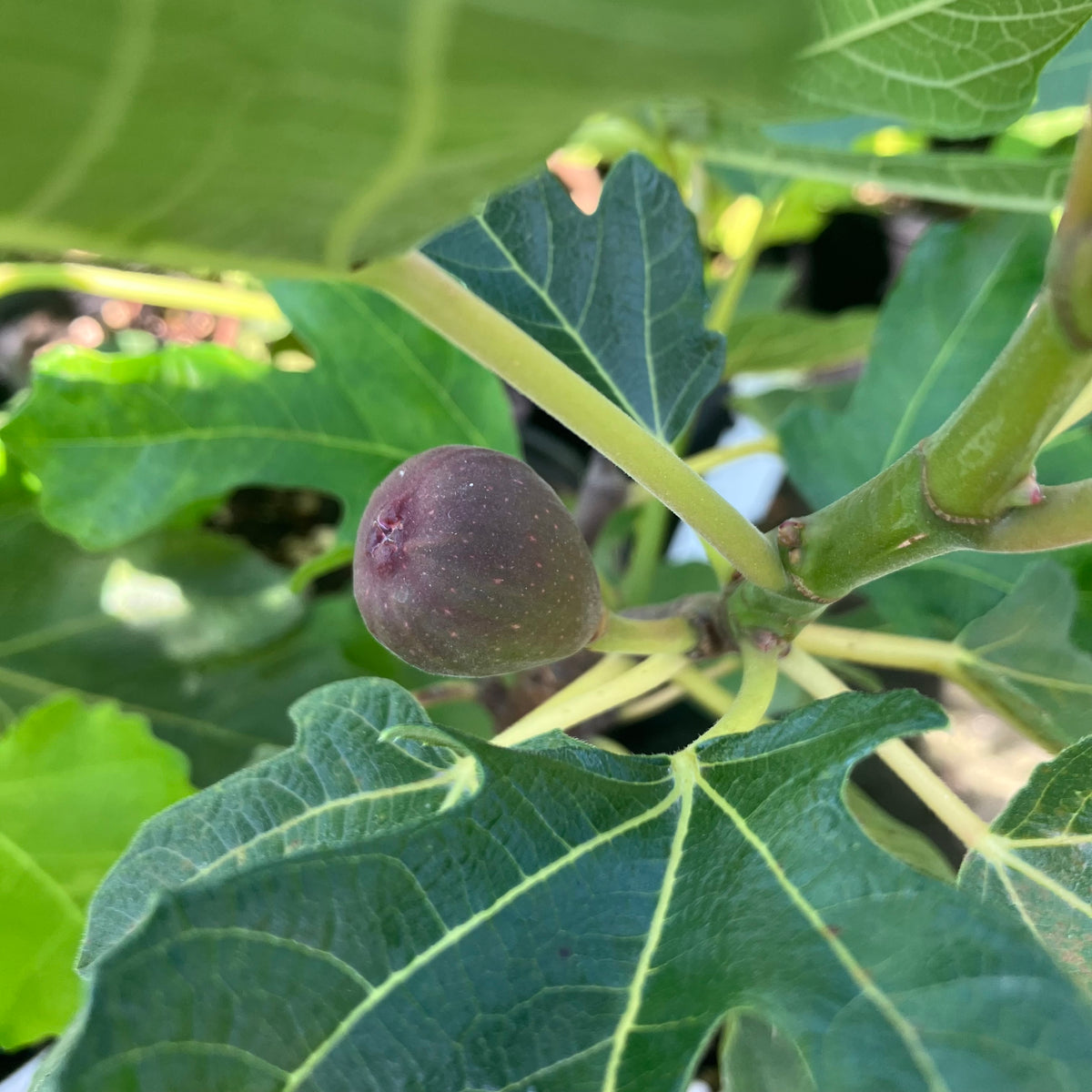 Chicago Hardy Fig