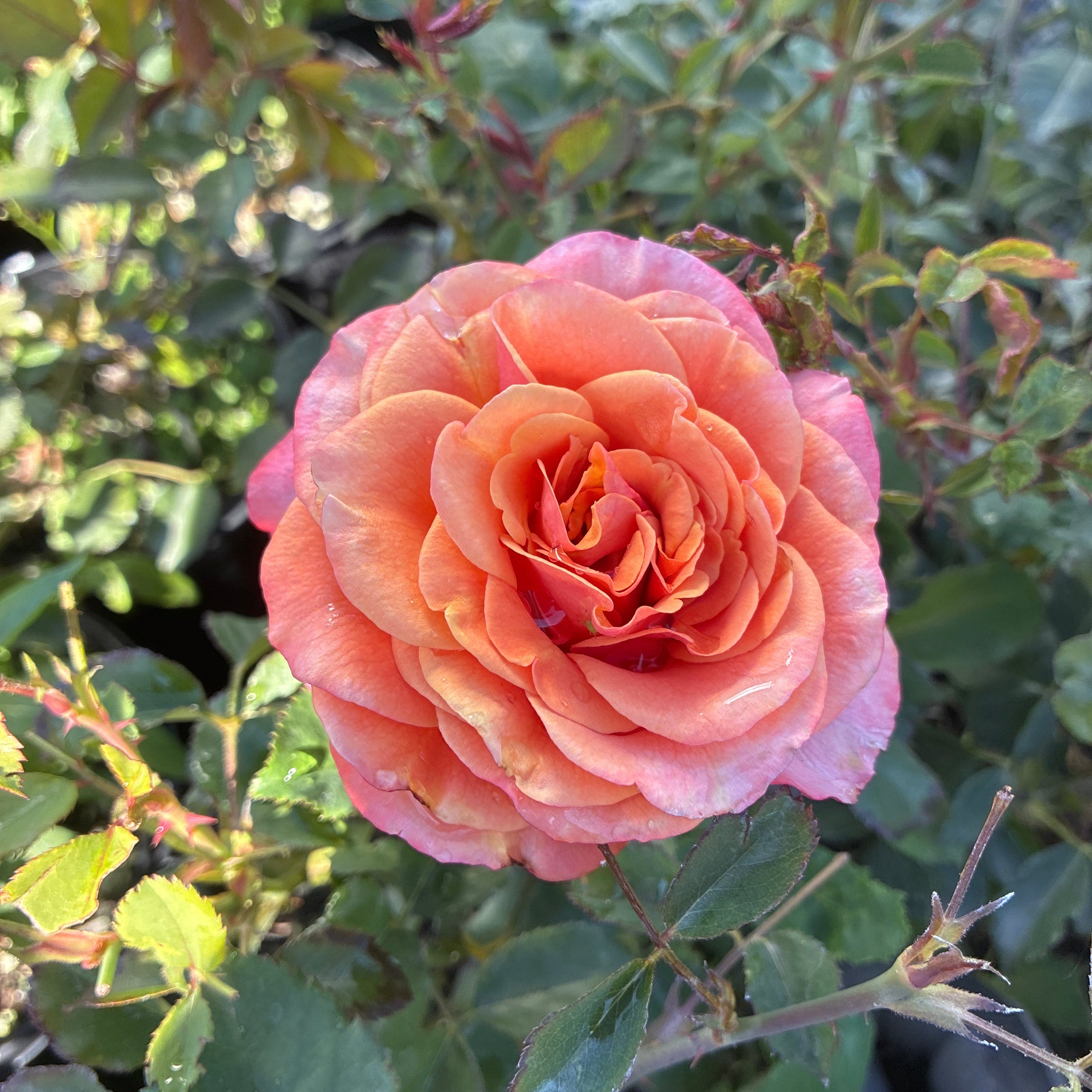 Sunbelt® Crazy Love™ Rose