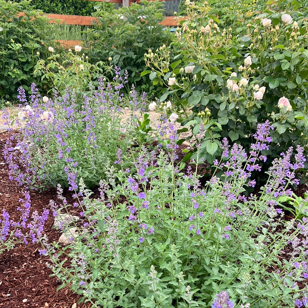 Nepeta &#39;Walker&#39;s Low&#39; Catmint