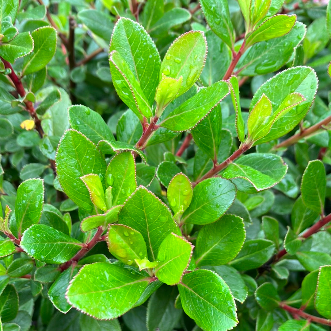 Escallonia &#39;Pink Princess&#39;