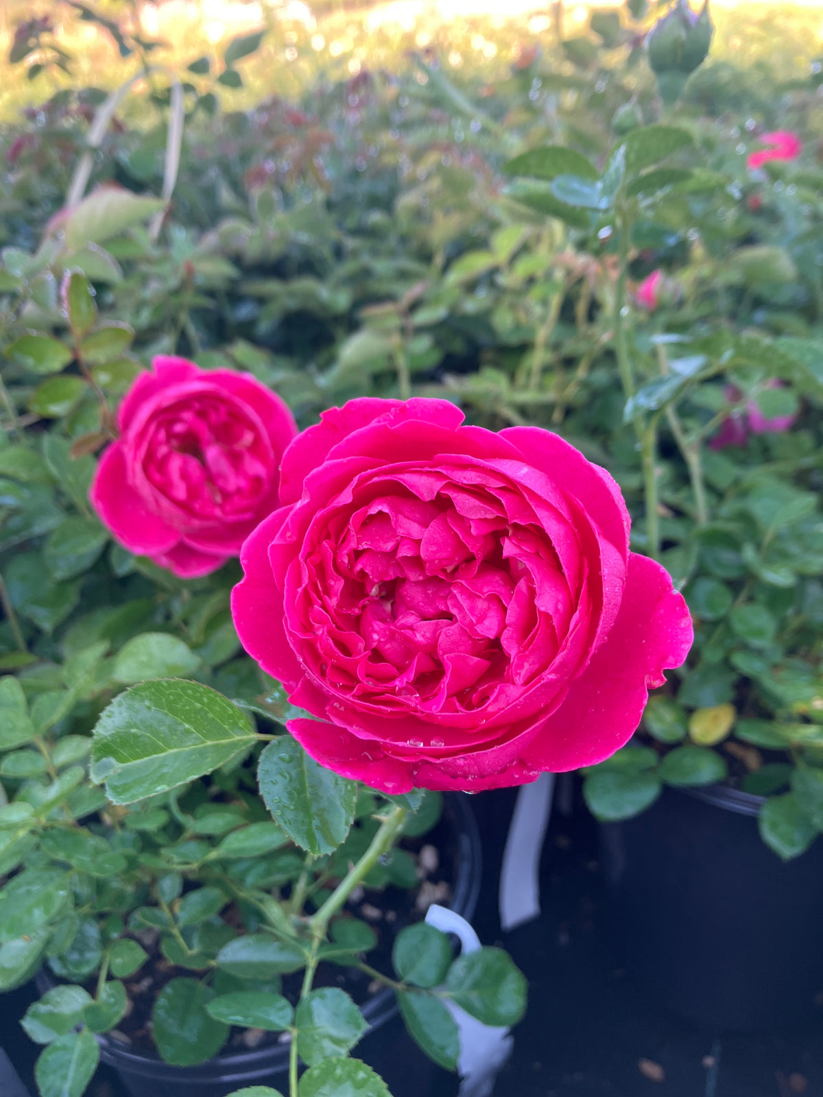 PowerPuff Pink® Rose