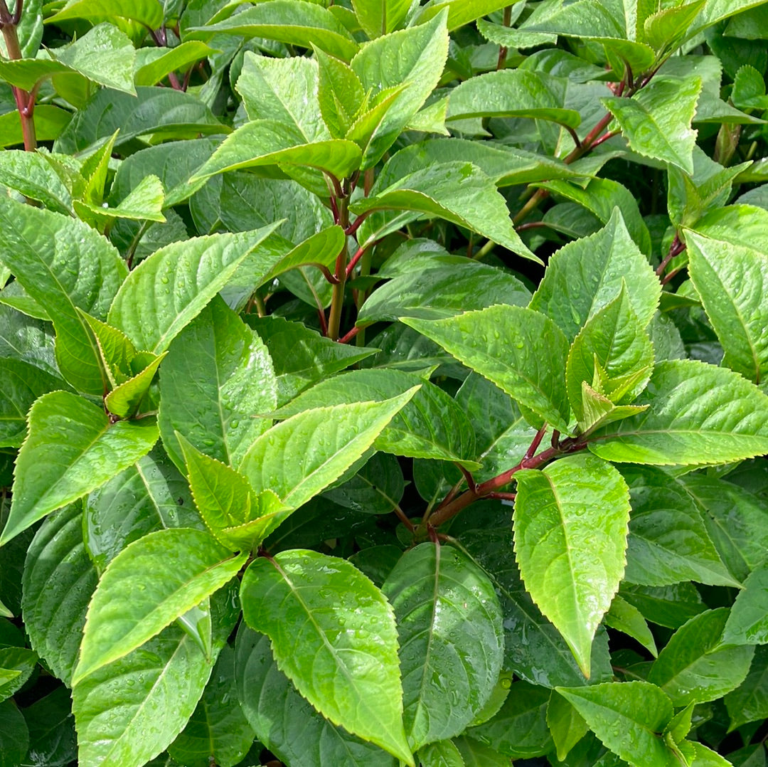 Hydrangea &#39;Game Changer® Blue&#39;