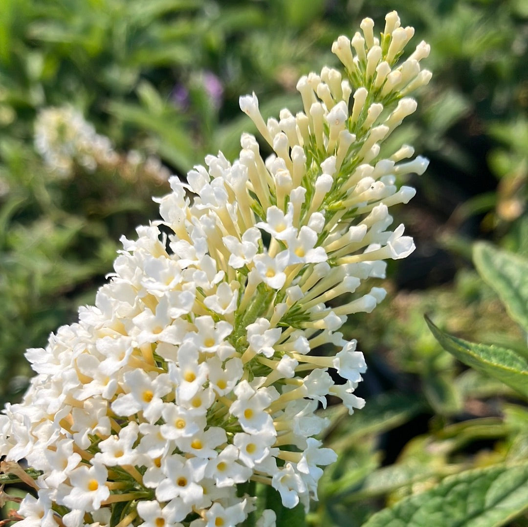 Pugster White® Butterfly Bush