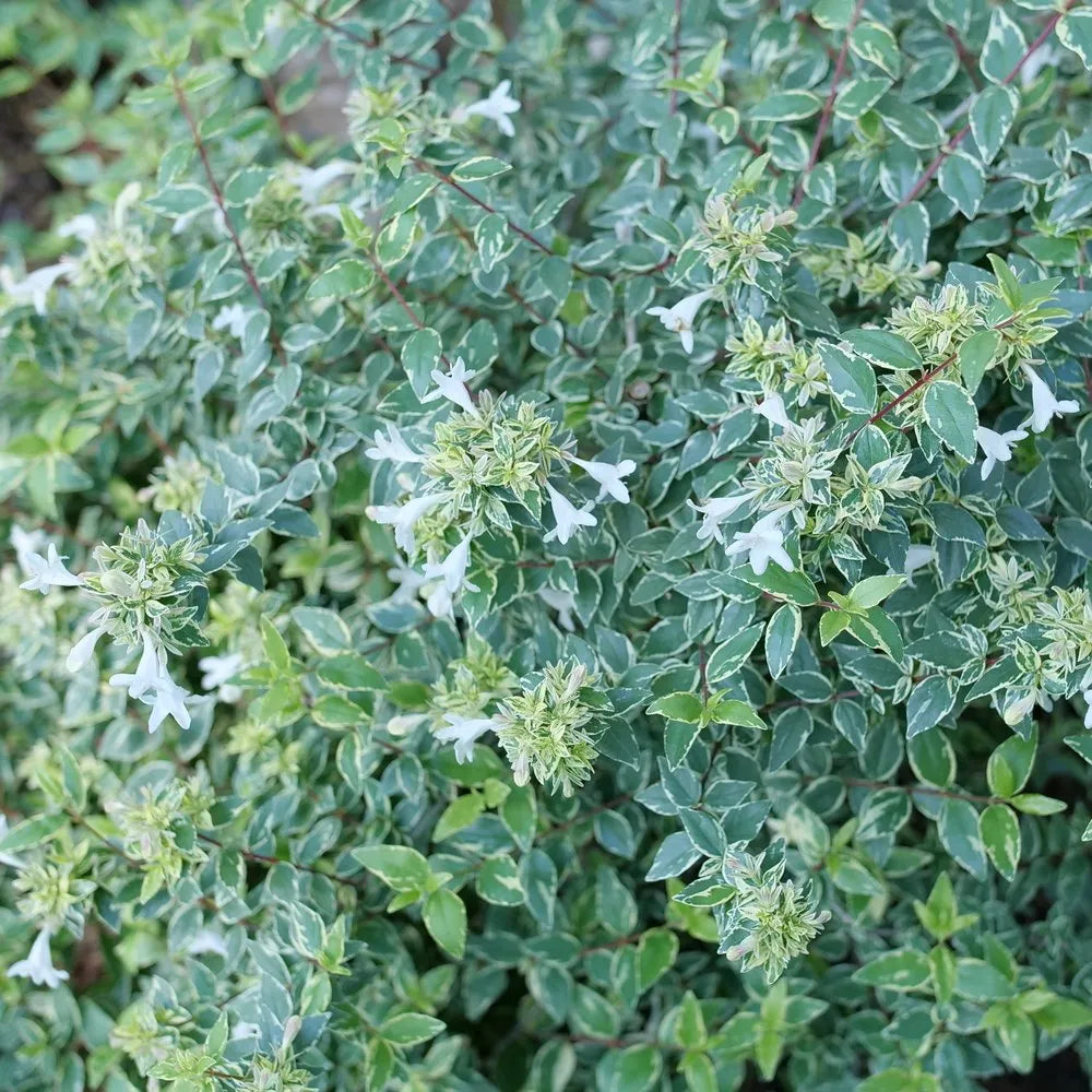 Mucho Gusto® Abelia