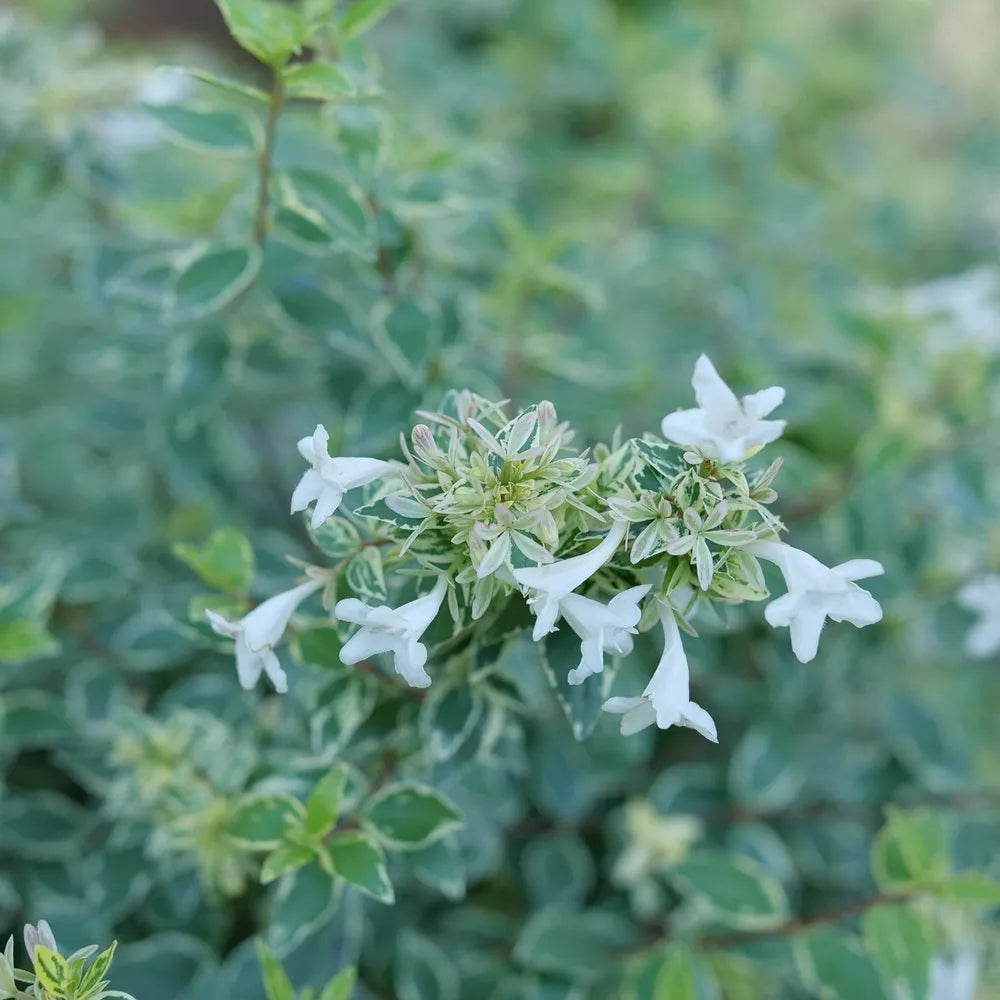 Mucho Gusto® Abelia