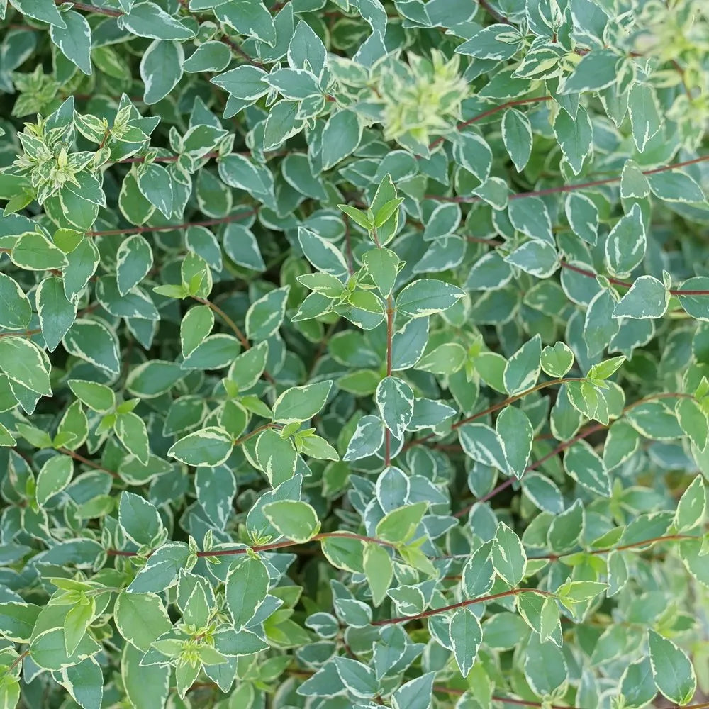 Mucho Gusto® Abelia