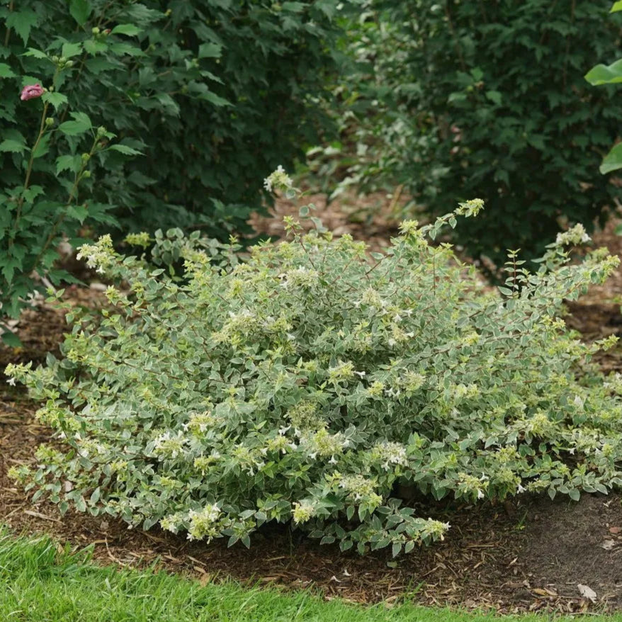 Mucho Gusto® Abelia