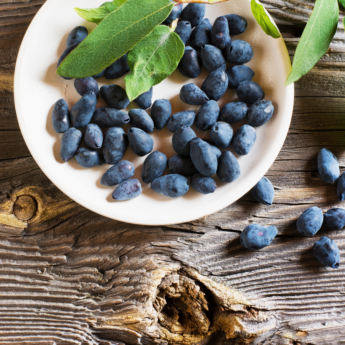 Boreal Beauty Honeyberry (Haskap)