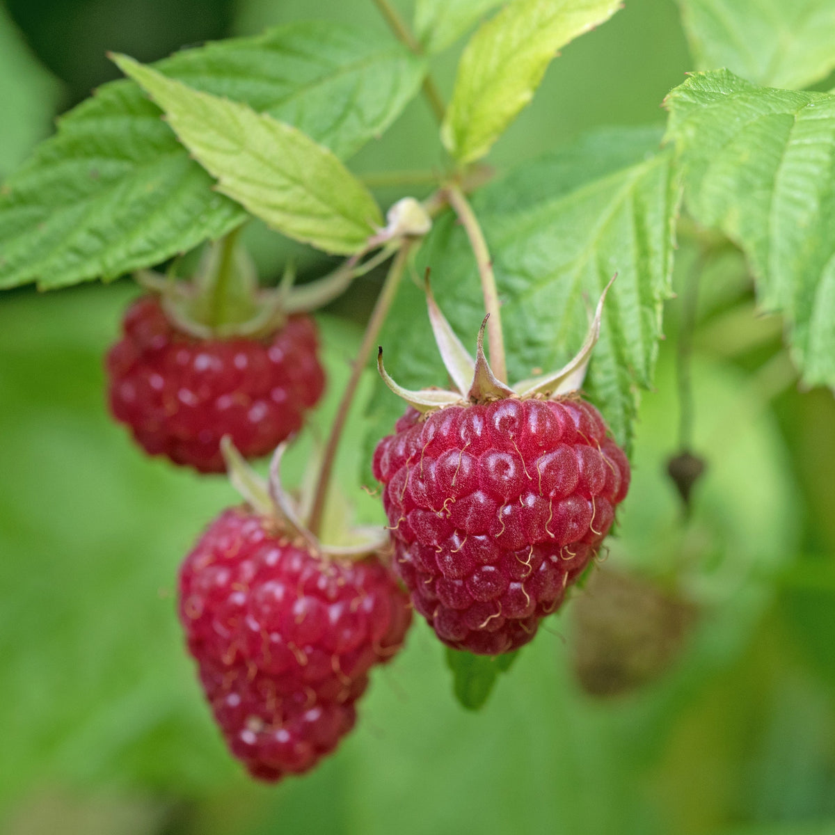 English Thornless Raspberry