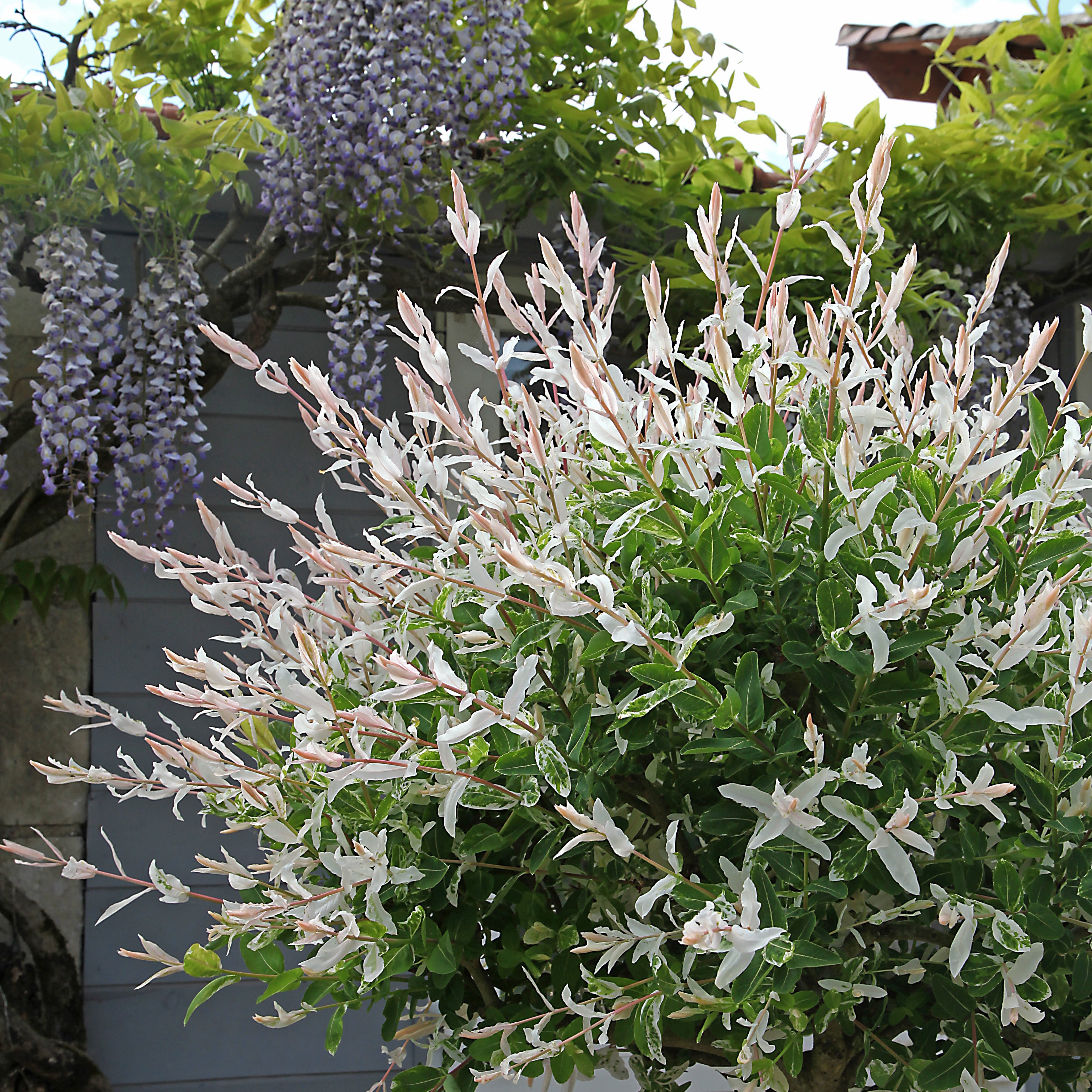 Dappled Willow