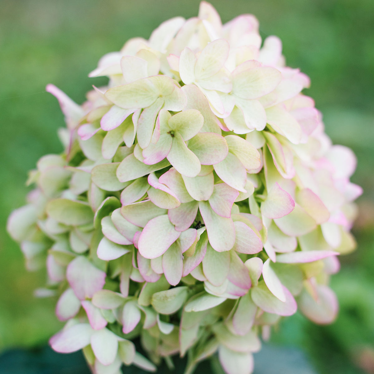 Skyfall Hydrangea