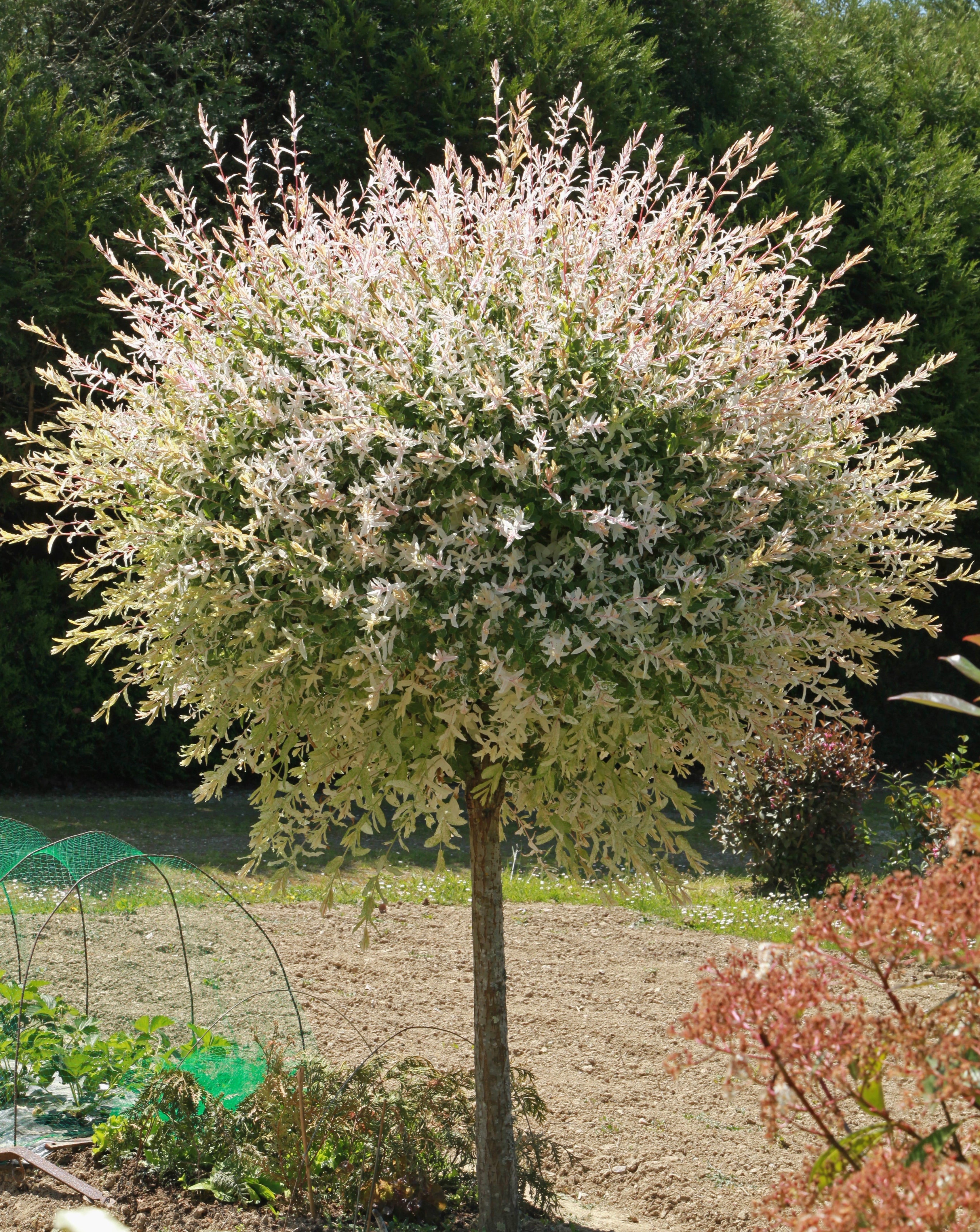 Dappled Willow