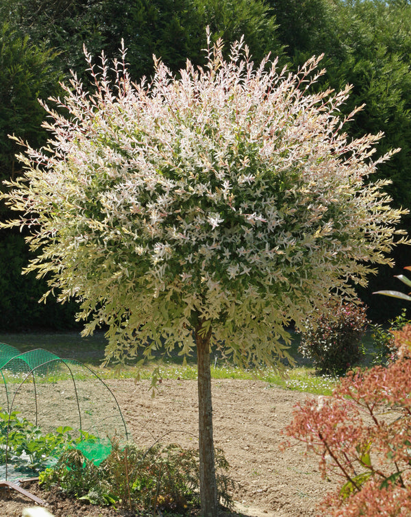can you plant dappled willow near house Dappled Willow for Sale Online