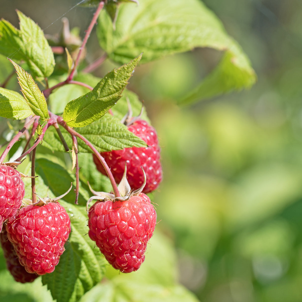 English Thornless Raspberry