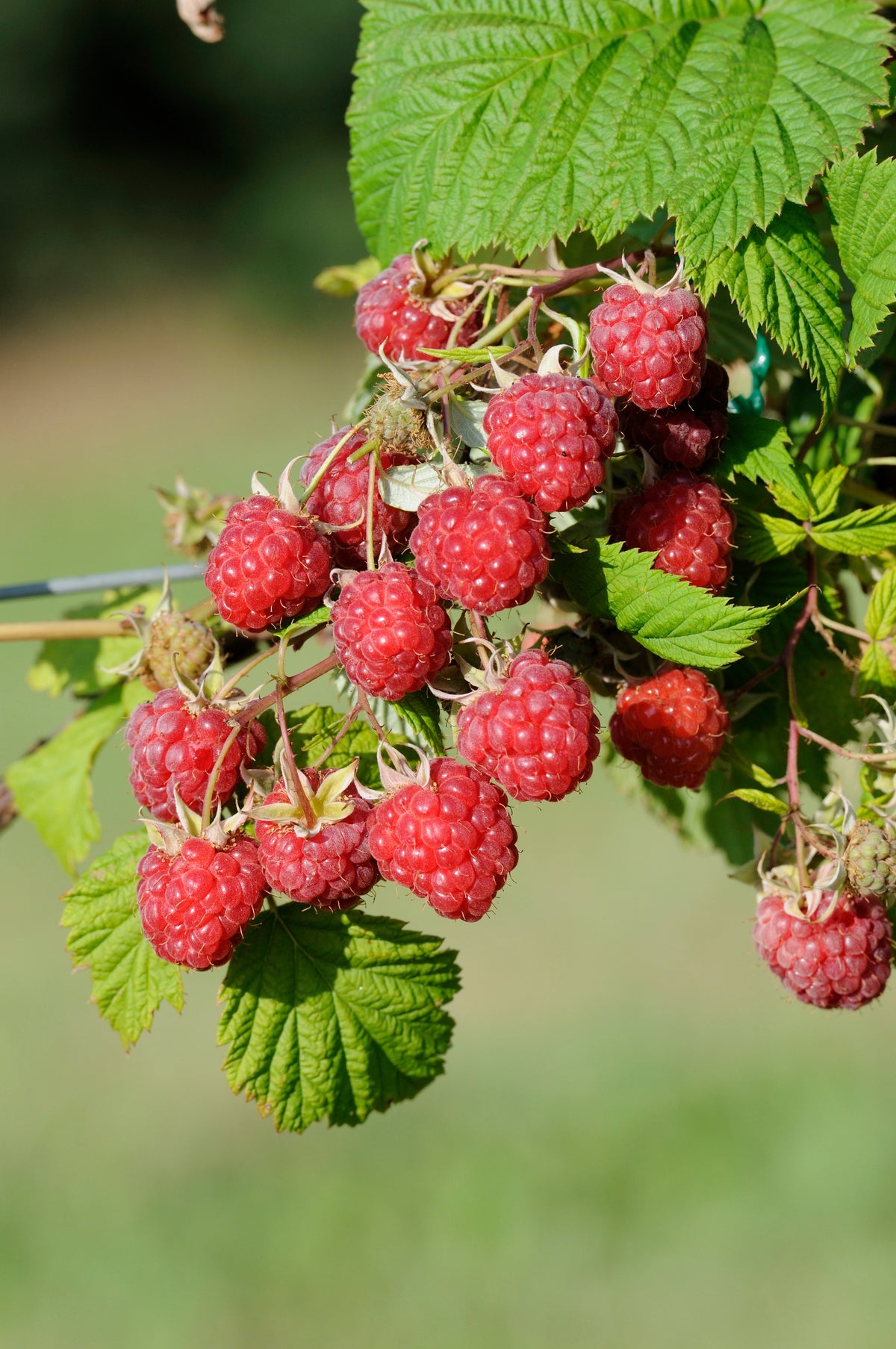 English Thornless Raspberry